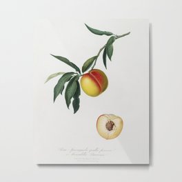 Peach (Persica julodermis) from Pomona Italiana (1817 - 1839) by Giorgio Gallesio (1772-1839) Metal Print