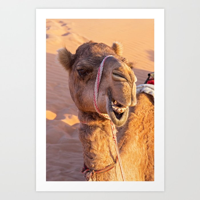 camels face