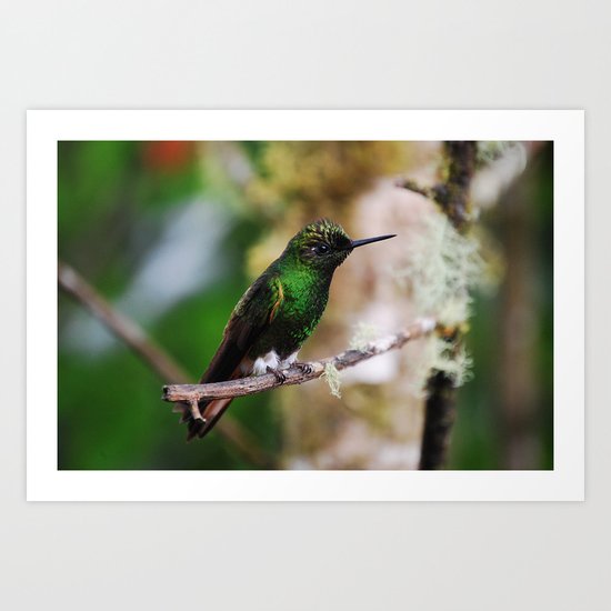 Ecuadorian Hummingbird 2 Art Print