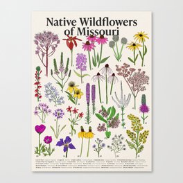 Native Missouri Wildflowers Canvas Print