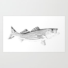 Striped Bass - Pen and Ink Illustration Art Print