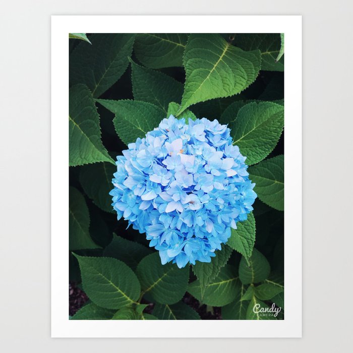 Playing with flowers Art Print
