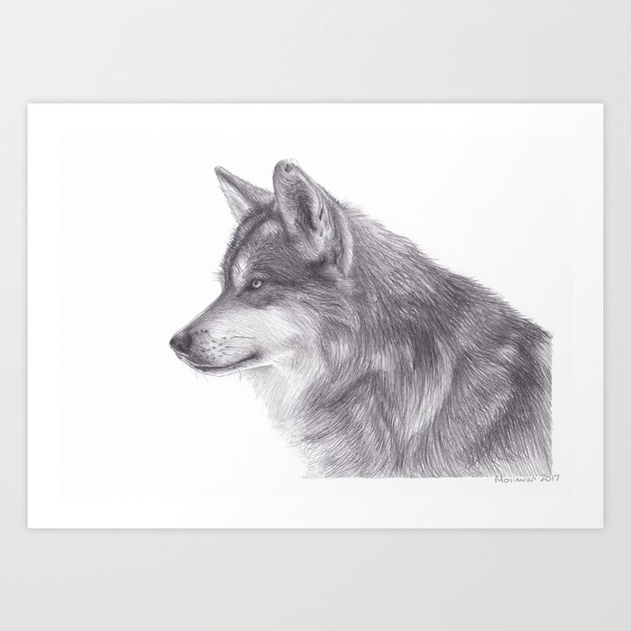 Pencil Drawing Of Siberian Husky Dog Wildlife Animal Graphite