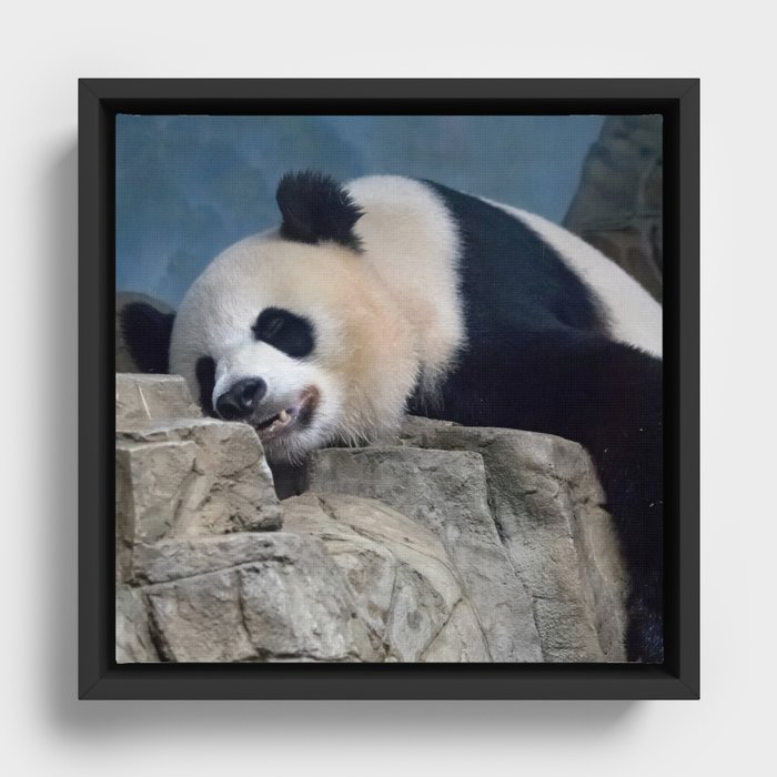 sleeping panda Framed Canvas