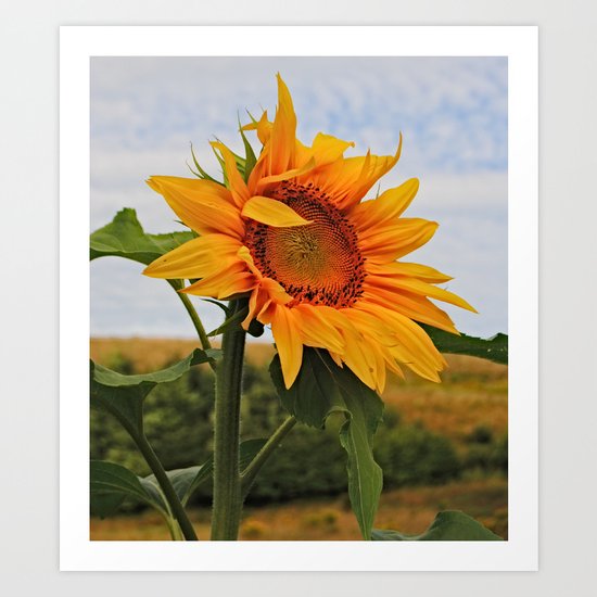 Sunrise Sunflower Art Print
