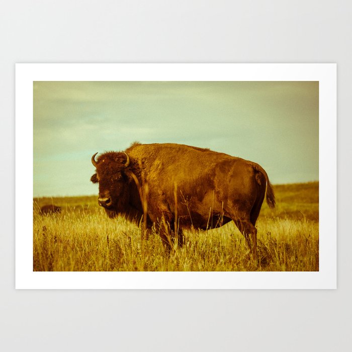 Vintage Bison - Buffalo on the Oklahoma Prairie Art Print