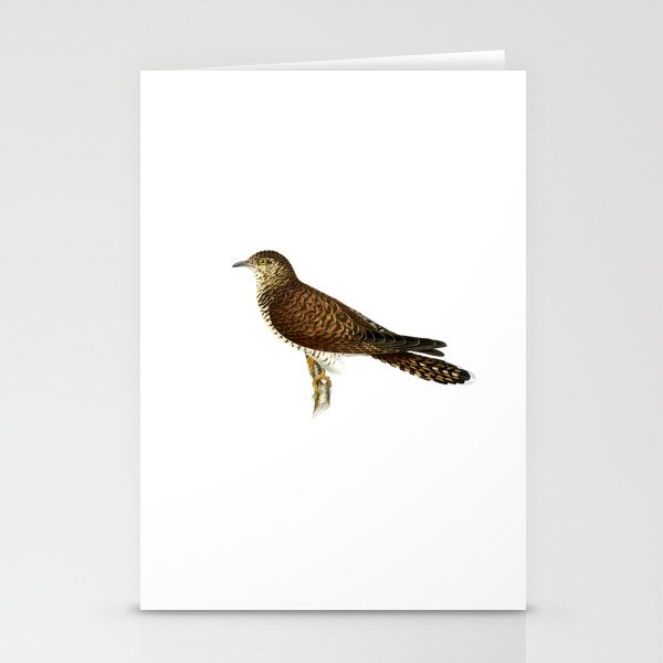Vintage Common Cuckoo Female Bird Illustration Stationery Cards