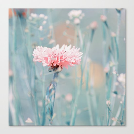 Pink pastel cornflower Canvas Print