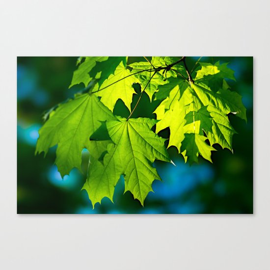 Tales From The Maple Wood Canvas Print
