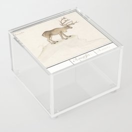 Reindeer, Rangifer tarandus  Acrylic Box