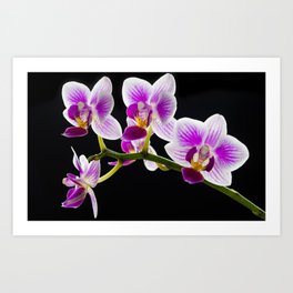 White and purple orchid Art Print