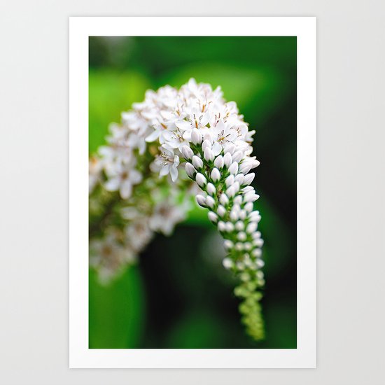 Spring has Bloomed Art Print