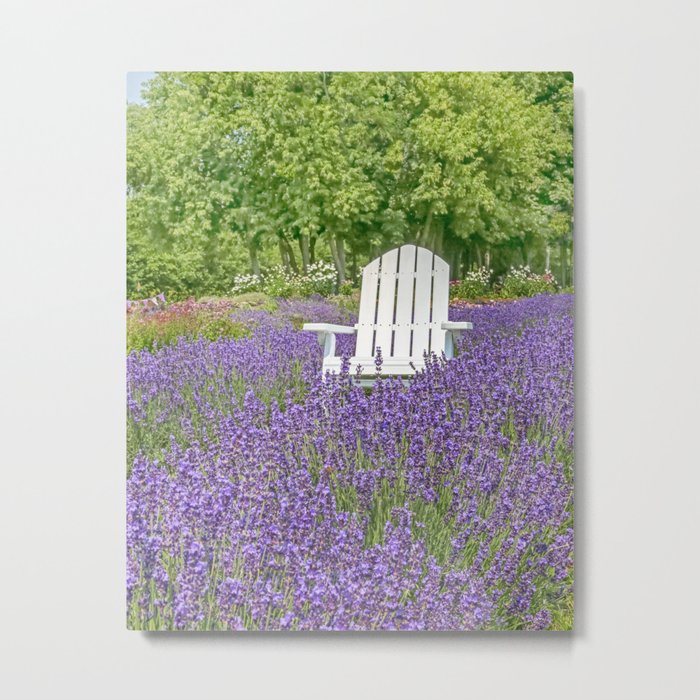 White Chair in a Field of Purple Lavender Flowers Metal Print