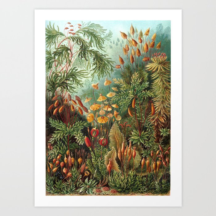 Vintage Plants Decorative Nature Art Print