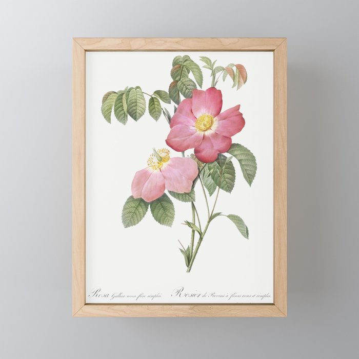Pink French Rose,  Provins Rosebush (Rosa gallica rosea flore simplica)  by Pierre-Joseph Redouté. Framed Mini Art Print