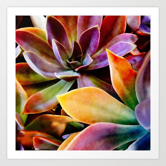 Spectacular Succulents Art Print