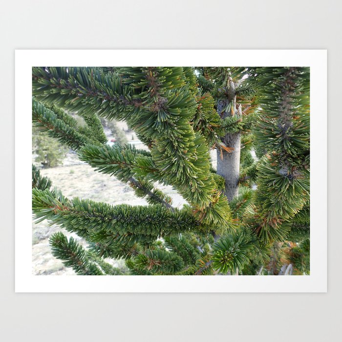 Bristlecone pine needles Art Print