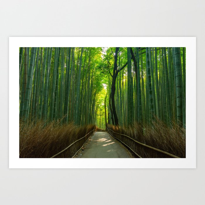 Beautiful Zen Bamboo Forest Landscape Art Print
