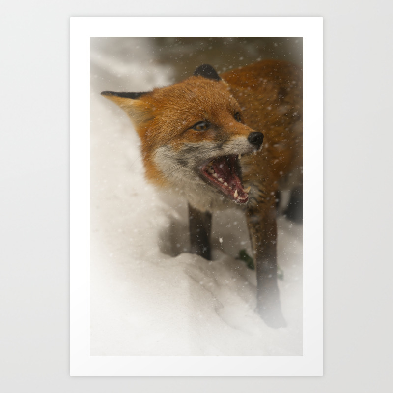 Wild Red Fox In The Snow Art Print By Rawshutterbug Society6