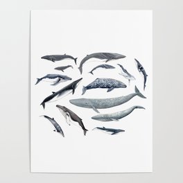 Whales all around Poster