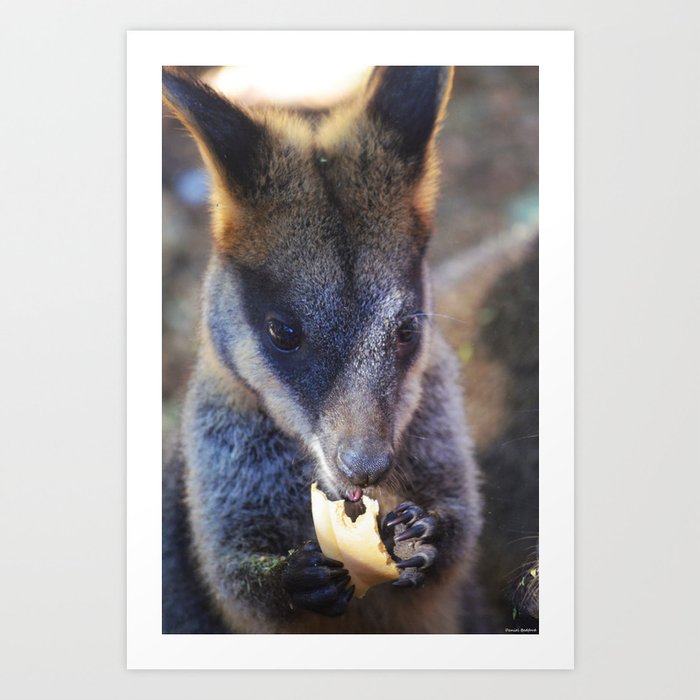 kangaroo joey with food 2 Art Print