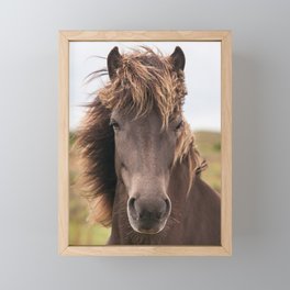 Portrait of an Icelandic horse Framed Mini Art Print