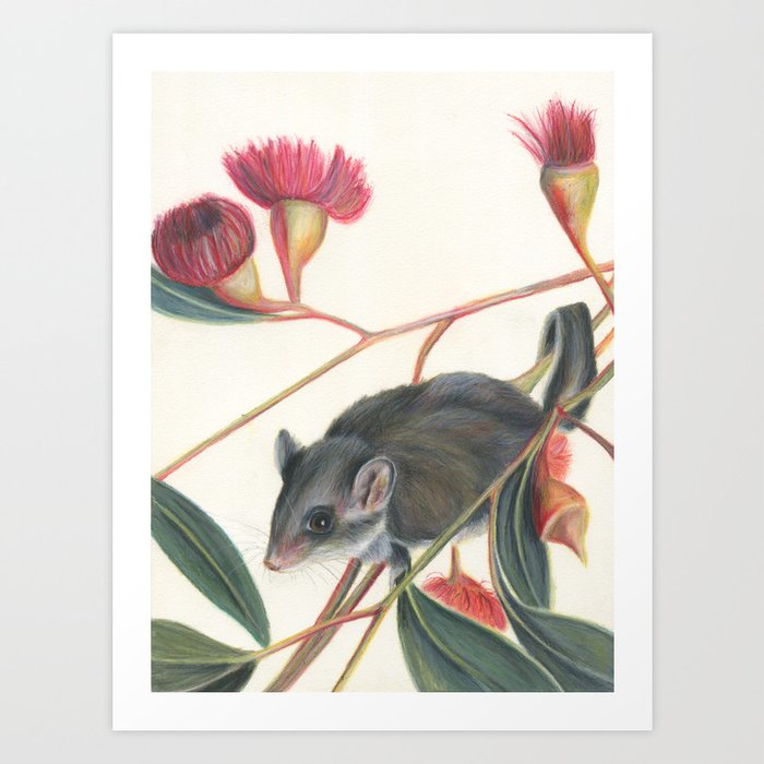 Australian Possum Glider Botanic Art Art Print By Rachaelcurryart Society6