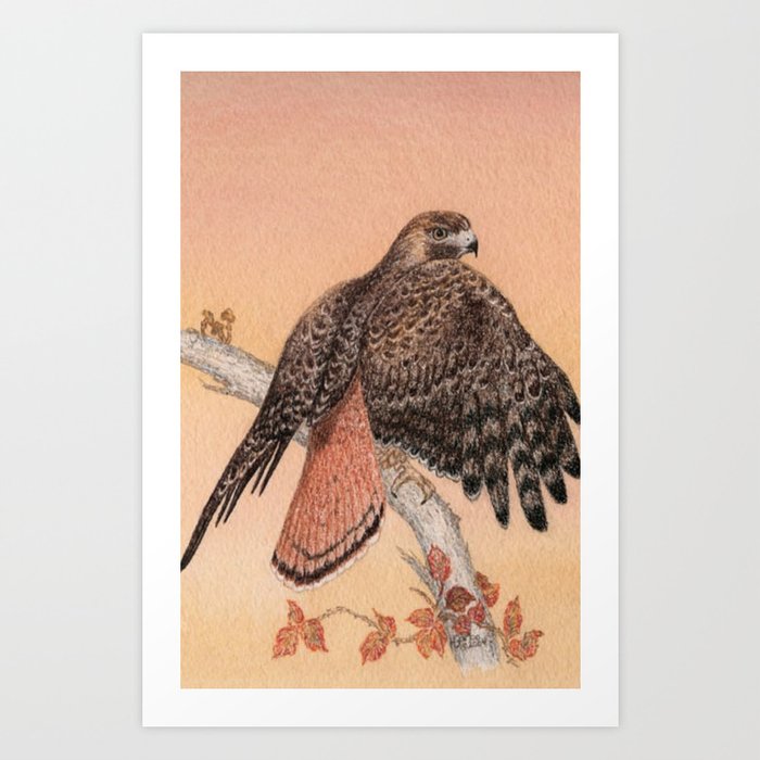 Download Red-tailed hawk Art Print by hollybarbo | Society6