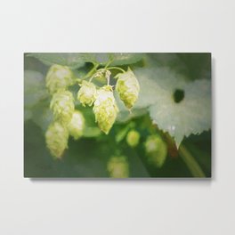 Hops 4 Metal Print | Allyson, Photo, Hops, Texture, Drink, Beer, Riverstonegallery, Color, Vine, Art 