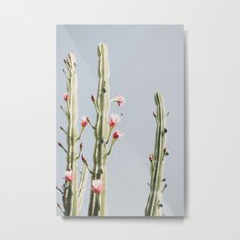 Cereus Cactus Blush - Desert Cactus - Pink Flowers - Travel Nature photography by Ingrid Beddoes Metal Print | Modern Cactus, Wild West, Wallart, Curated, Ingridbeddoes, Succulent, Pasteldecor, Boho, Artprint, Blushpinkflorals 