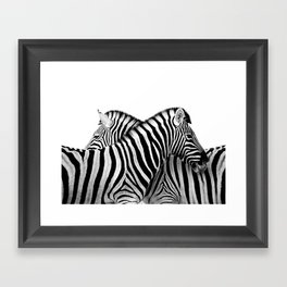 Zebras Framed Art Print