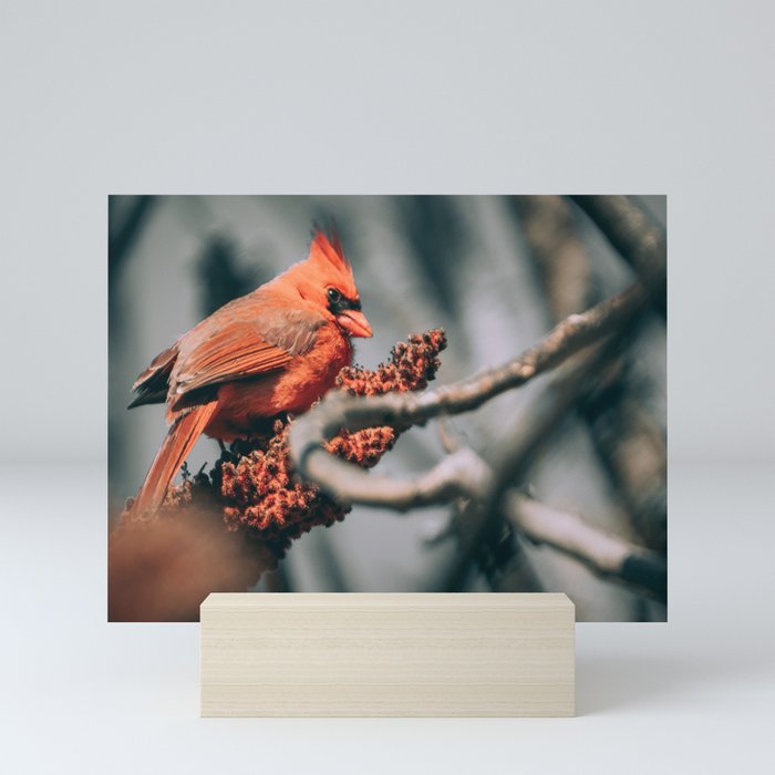 Beautiful Sumac Cardinal Mini Art Print