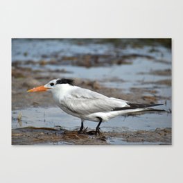 Royal Tern Fit for Royalty Canvas Print