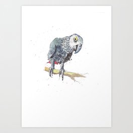 African Gray Parrot Art Print