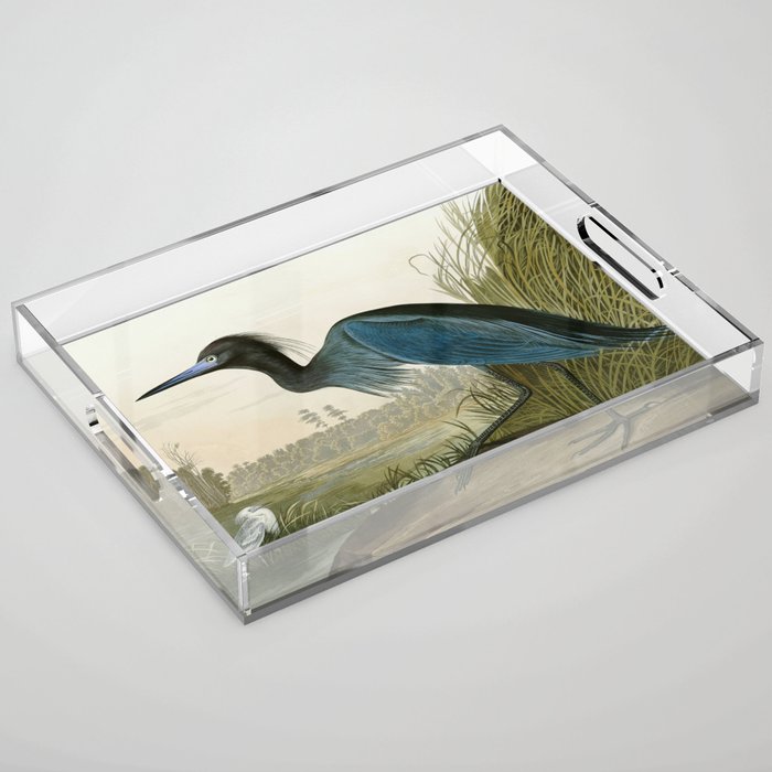 Little Blue Heron - John James Audubon's Birds of America Print Acrylic Tray