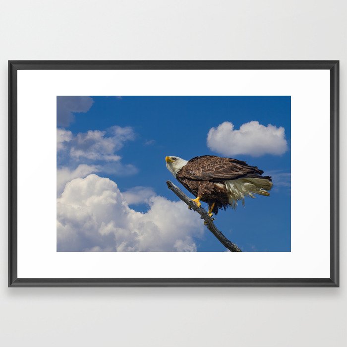 On The Hunt - Alaskan Bald Eagle Framed Art Print