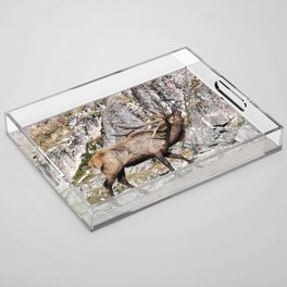 Wapiti Bugling: Bull Elk Acrylic Tray