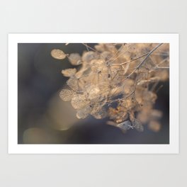 Delicate Golden Hortensia Blooms in Winter Art Print