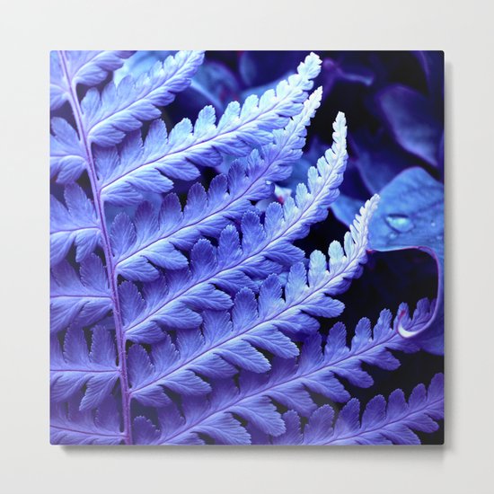 blue fern macro XXIV Metal Print