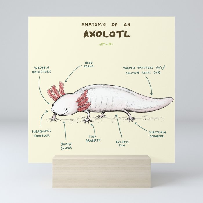 Anatomy of an Axolotl Mini Art Print