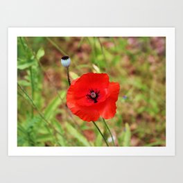 Vivid Red Poppy Art Print | Symbolic, Color, Flower, Nature, Floweringplant, Redpoppy, Capsule, Field, Outdoors, Wildflower 