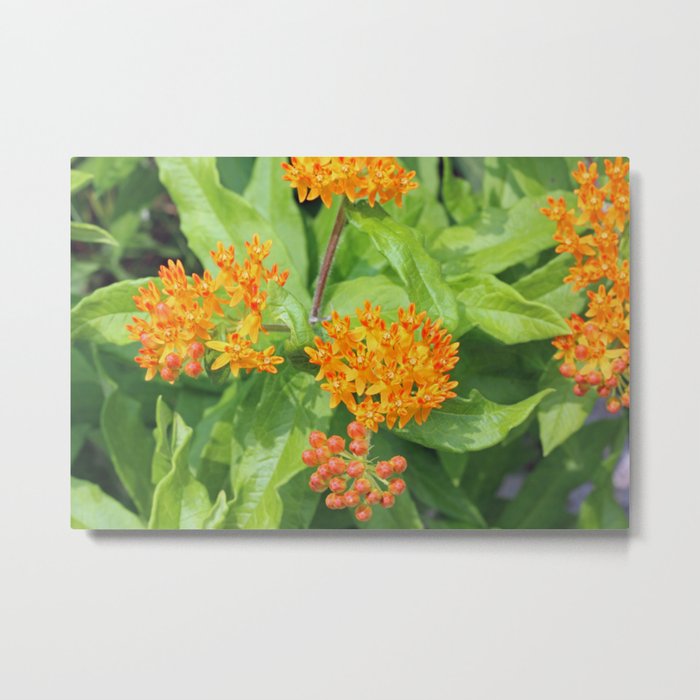 Blooming Orange Flower in Garden Metal Print