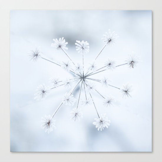 Beautiful Dry Flower with Ice Crystals Canvas Print