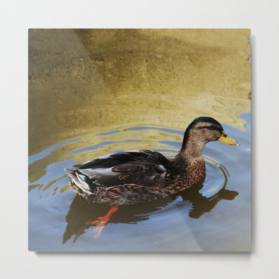 Duck swimming in a golden lake Metal Print