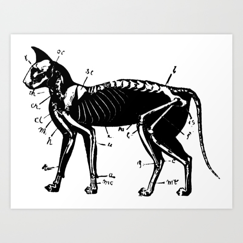 Cat Skeleton Anatomy Art Print by 9 SHIRTS | Society6