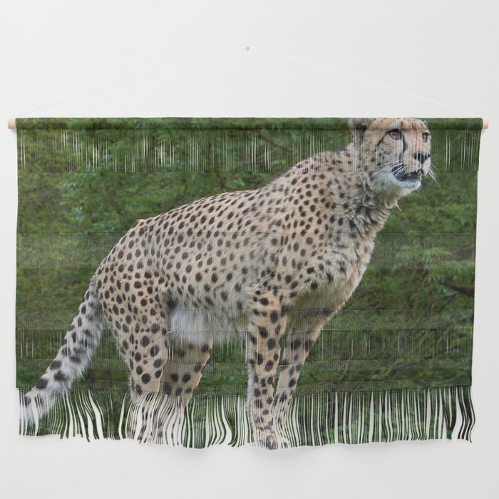 South Africa Photography - Majestic Cheetah Standing On A Log Wall Hanging