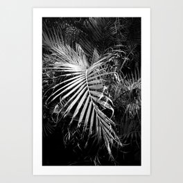 palm leaf Art Print