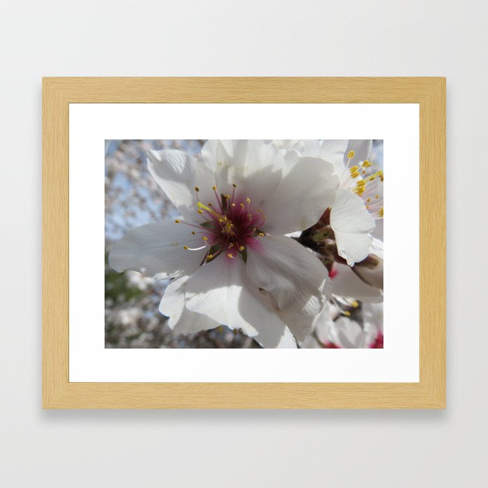 Almond Blossom Series 6 Framed Art Print