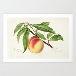 Peach Twig (Prunus Persica) (1918) Art Print