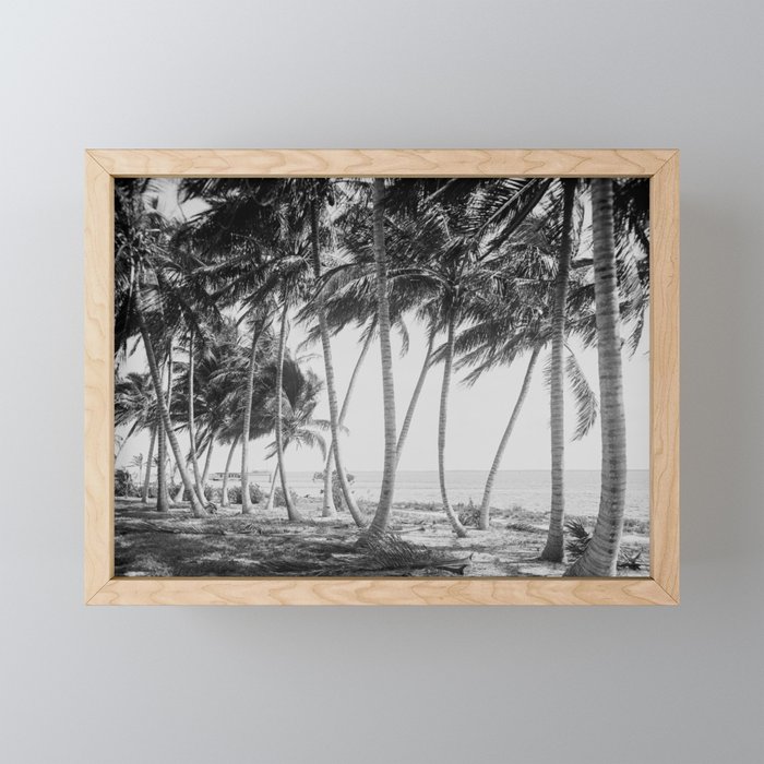 Miami Florida Palm Trees Black and White Vintage Photograph, 1915 Framed Mini Art Print